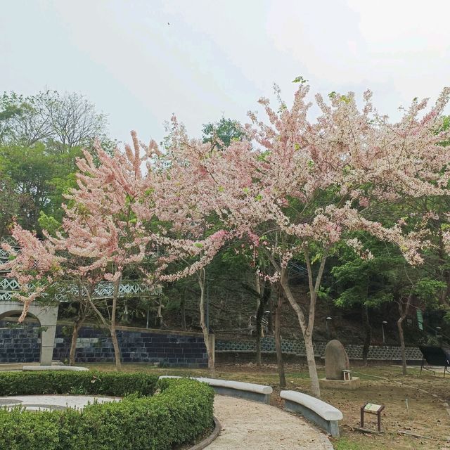 嘉義竹崎親水公園 天空走廊 行千吊橋（千禧橋）花棋木盛開美不勝收
