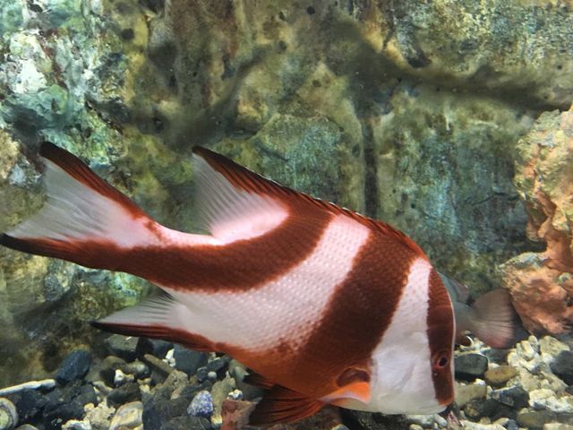 KKB Aquarium 🐟