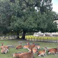 Oh deer! Thousands of deer at Nara Park 🦌