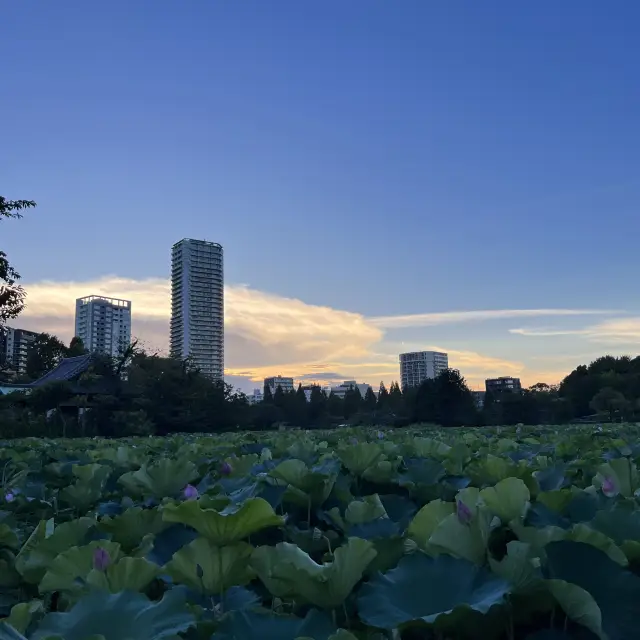 🌸 도쿄 우에노 공원, 자연과 문화의 아름다운 만남을 느낄 수 있는 휴식처 🍃