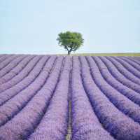 Breathtaking lavender fields in Provence FR