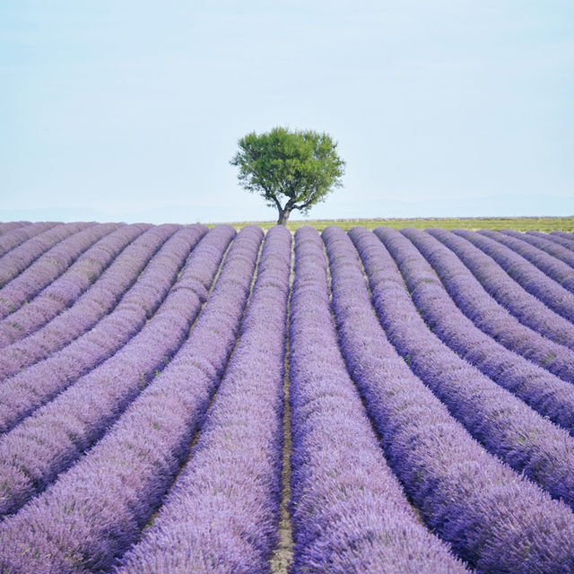 Breathtaking lavender fields in Provence FR