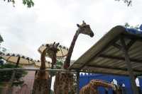 Camel Republic สวนอูฐ ชะอำ