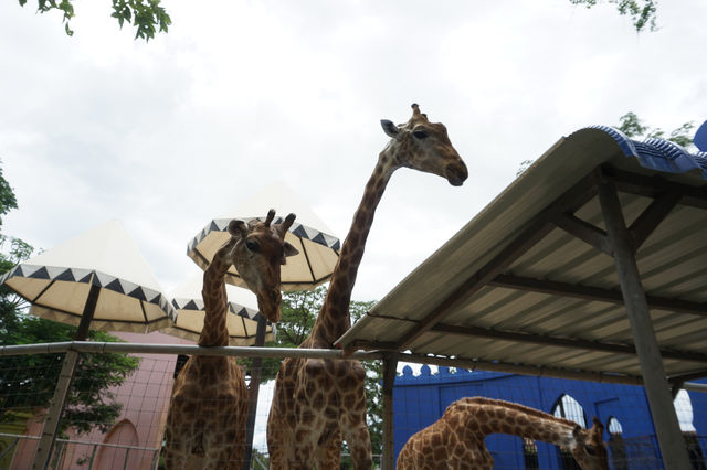 Camel Republic สวนอูฐ ชะอำ