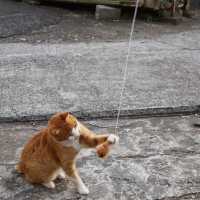 [일본] 고양이 섬 아오시마