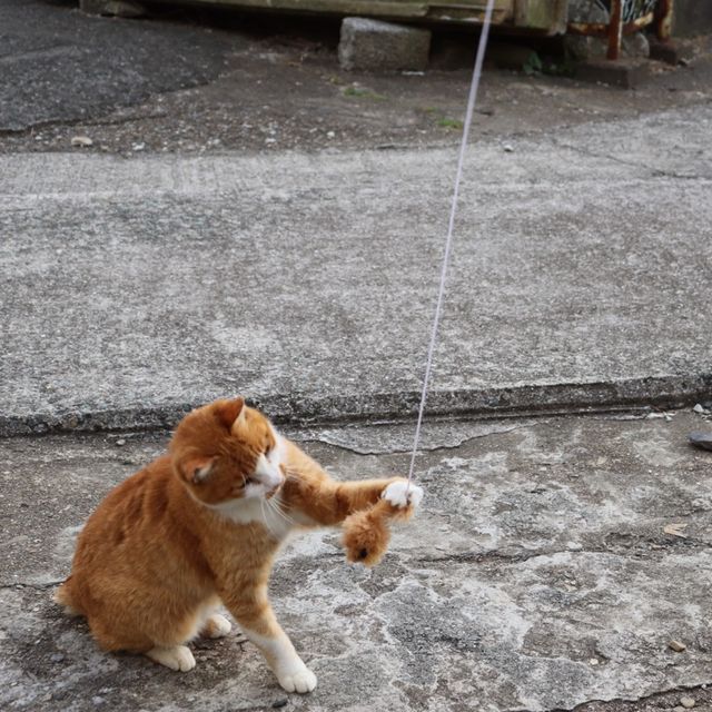 [일본] 고양이 섬 아오시마