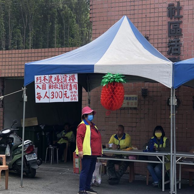 阿本農場櫻花祕境 - 南投水里賞櫻景點