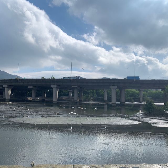 南生圍河流導賞徑 南生圍河流導賞徑