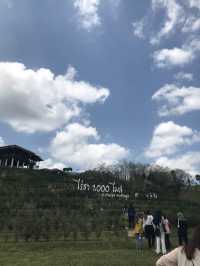 ไร่ชา1000ไมล์ กงหรา