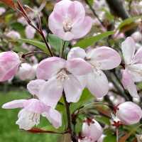 【上海・蘇州河畔】桜を見ながら散歩はいかが