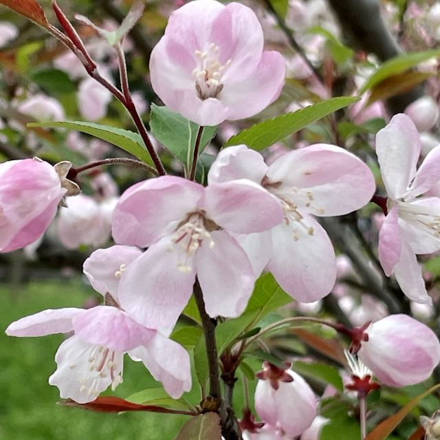 【上海・蘇州河畔】桜を見ながら散歩はいかが