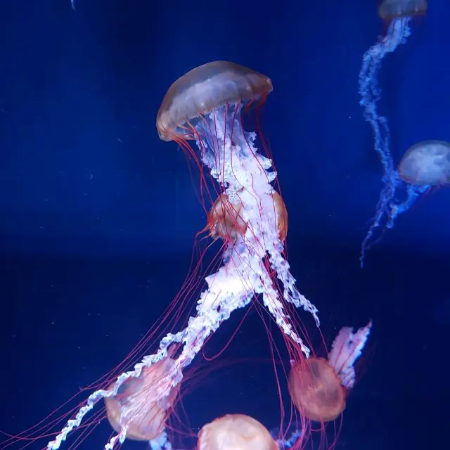 すみだ水族館 Sumida Aquarium 🐠