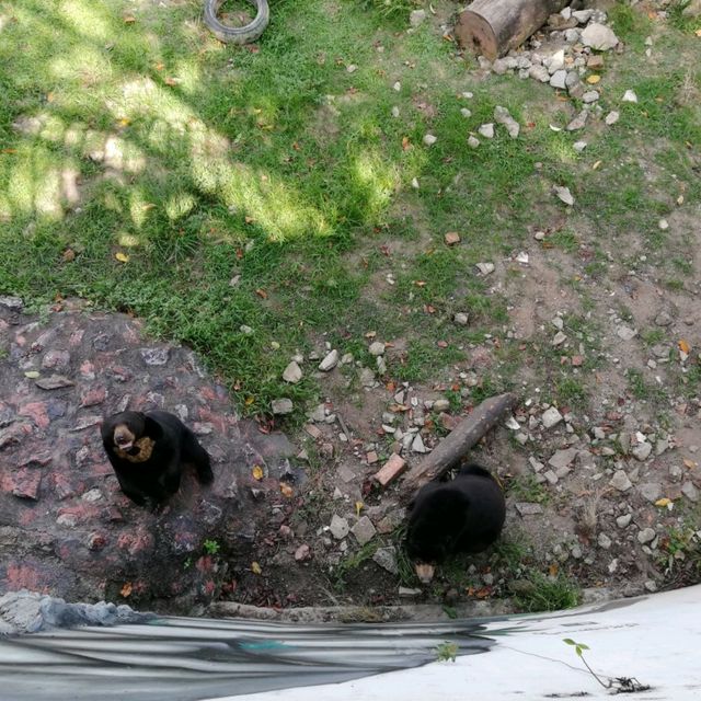 Incredible Johor Zoo