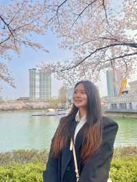 벚꽃 보러 가기 좋은 석촌호수 벚꽃길🌸