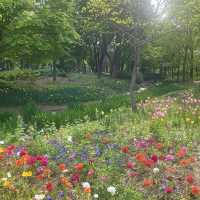 튤립🌷이 한가득 피어있는 “서울숲” 🌳