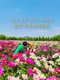 지금 만개한 작약꽃 즐기기! 합천 핫들생태공원🌺