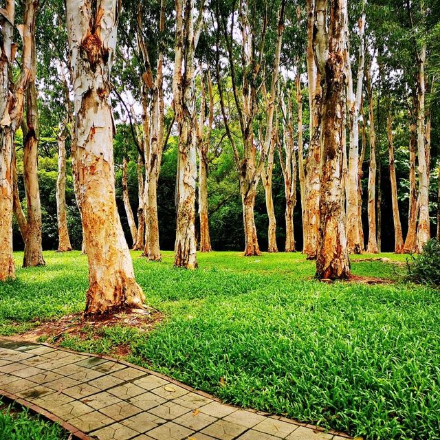 深圳灣公園•紅樹林區