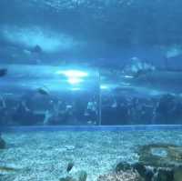 マニラ観光！！🐟