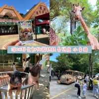 中國深圳｜野生動物園親親長頸鹿🦒小香豬🐷