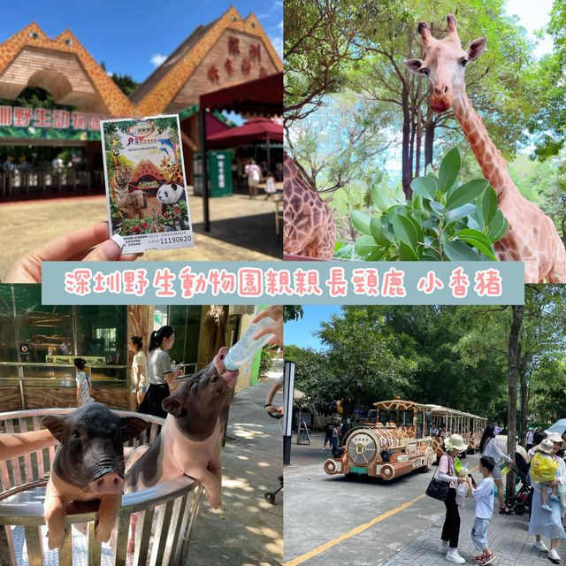 中國深圳｜野生動物園親親長頸鹿🦒小香豬🐷