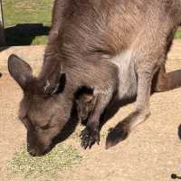 시드니 야생동물원 추천 Featherdale Sydney Wildlife Park