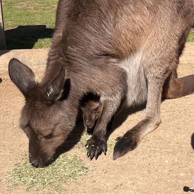 시드니 야생동물원 추천 Featherdale Sydney Wildlife Park