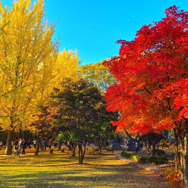 Beautiful Autumn of Naejangsan National Park