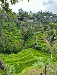 Tegalalang terraced fields - Bali