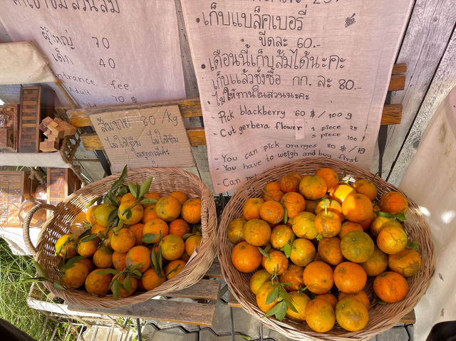 สวนส้มจินจู สวนส้มฟีลเกาหลี@ม่อนแจ่ม
