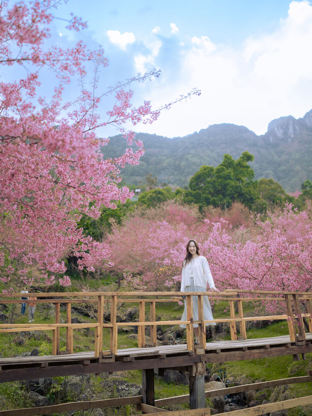 Wild Himalayan Cherry season in Thailand