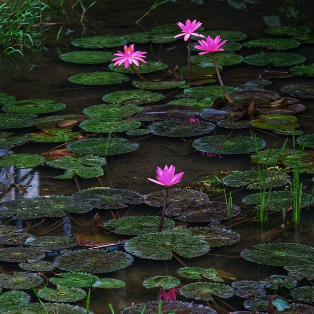 Tranquility at Penang Botanic Gardens 