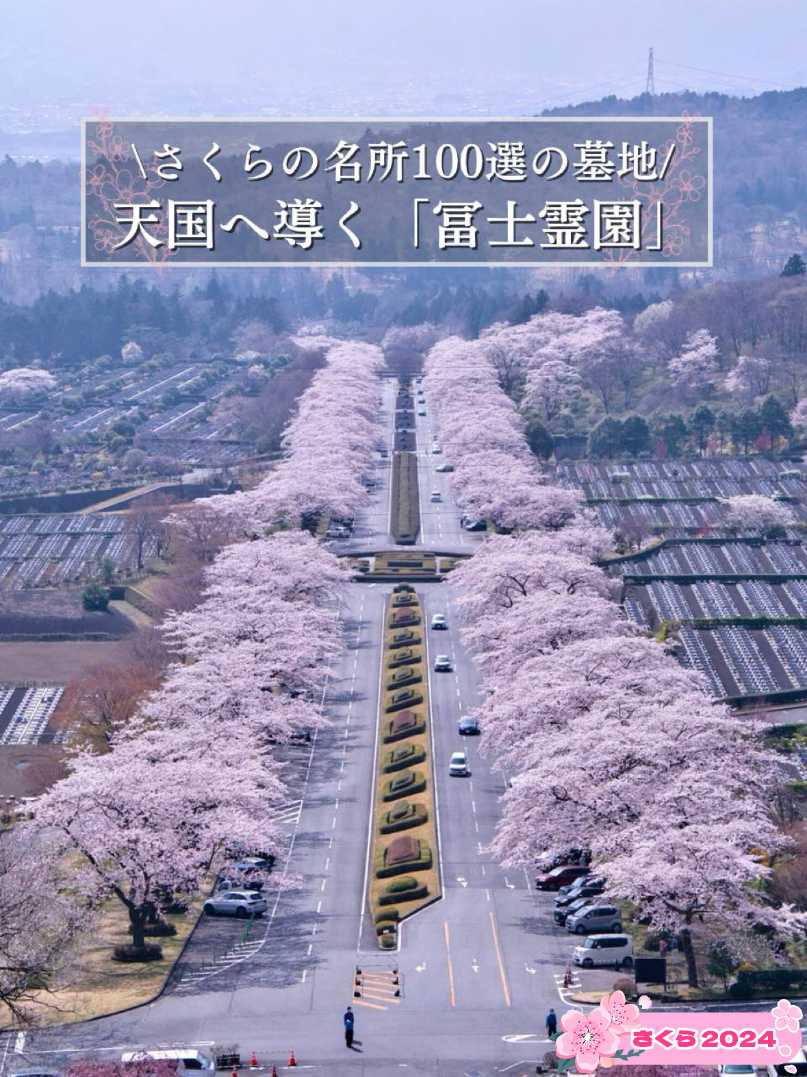 無料で楽しめる😍高台から見下ろす圧巻の桜並木🌸 | Trip.com 小山町