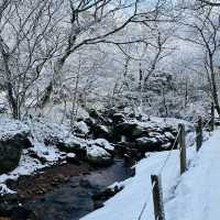 My Solo Jeju Winter Hike and City Trip 