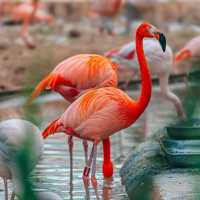 【曼谷野生動物世界：獨一無二的自然樂園！動物園推介】