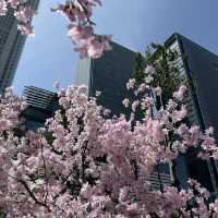 名古屋駅で気軽にお花見を楽しめる無料スポット🩷🌸🩷