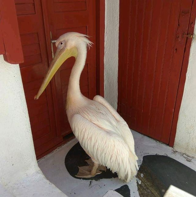 Greece Mykonos藍白色的世界