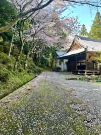 【久留米】あまり知られていない桜の名所