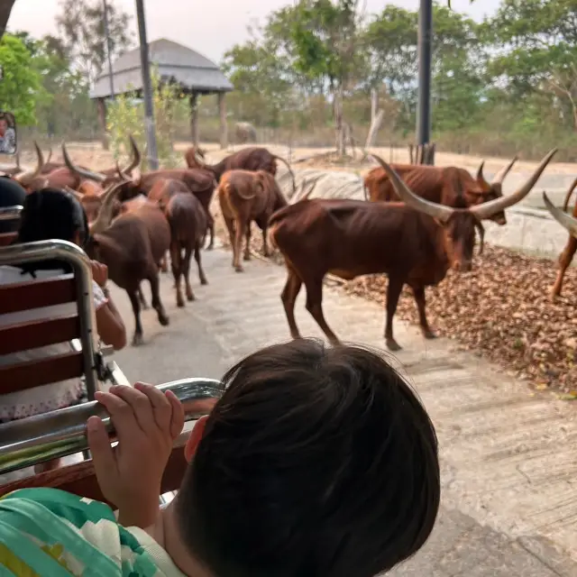 ทริปไนท์ซาฟารี 🦒🦓