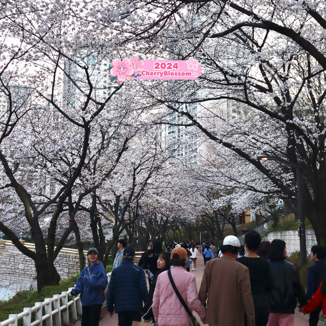 Discover Cherry Blossoms at Seokchon Lake 🌸