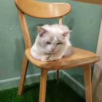 超治癒貓貓Cafe🐱打卡一流