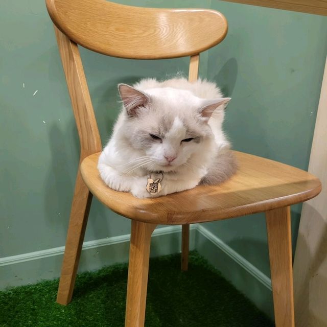 超治癒貓貓Cafe🐱打卡一流