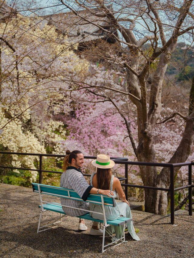 Sakura in Osaka - Nara