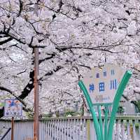 神田川お花見🌸