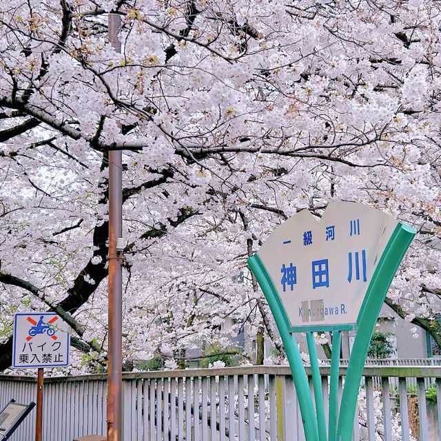 神田川お花見🌸