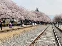 Gyeonghwa Station Cherry Blossom Road