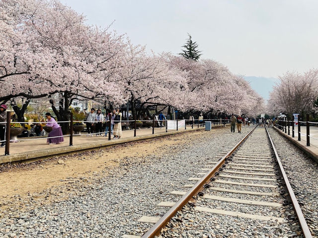 Gyeonghwa Station Cherry Blossom Road