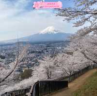 Beneath the blush-pink 🌸, Fuji stands tall🇯🇵