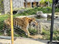 Cheongju Zoo