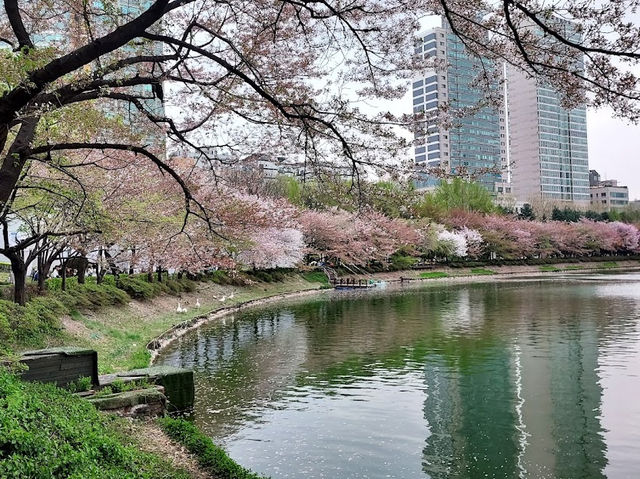 Cheery Blossom by the Seokchon Lake