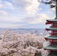 Cherry blossom at Chureito Pagoda 